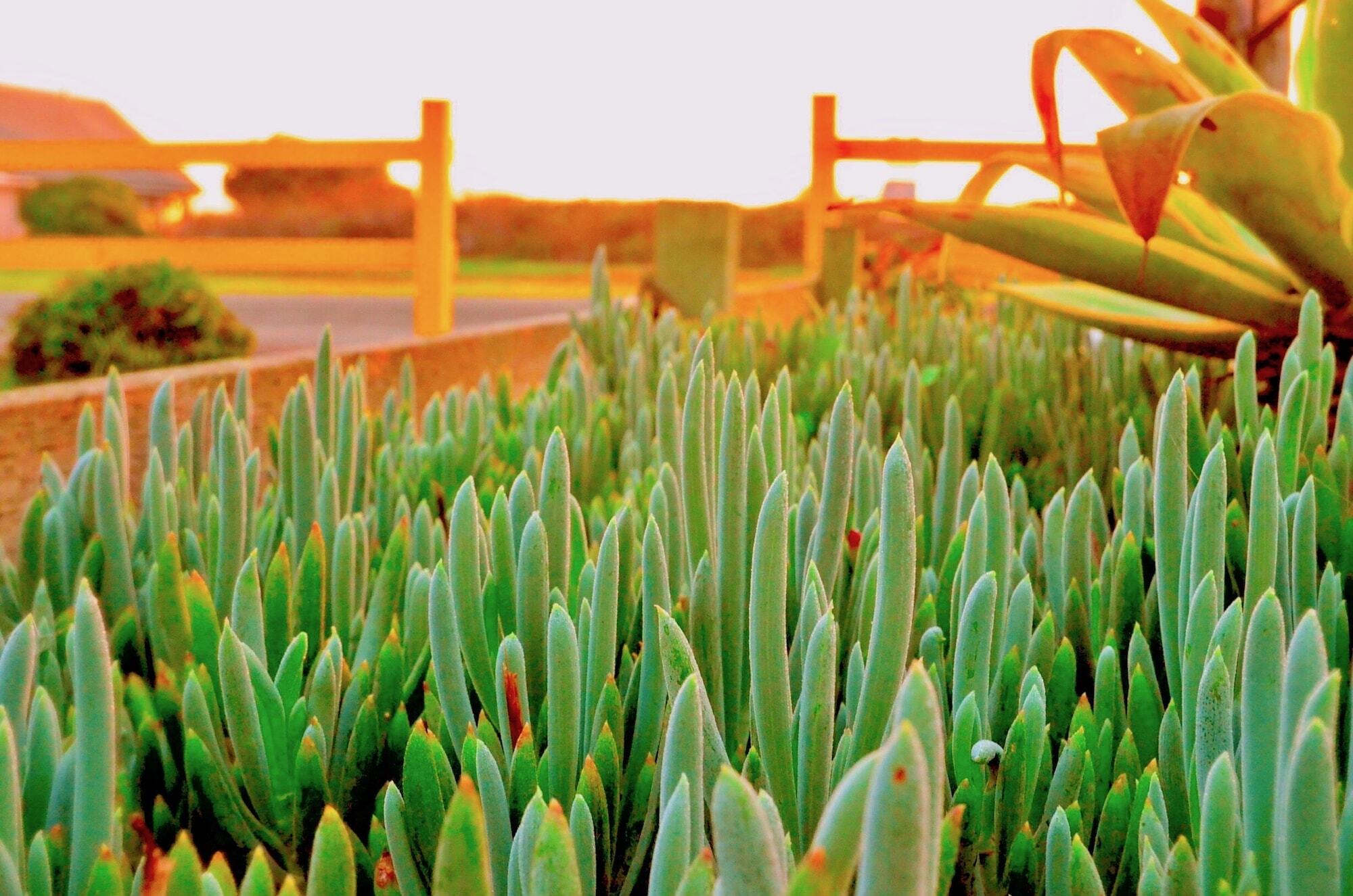 Captain'S Inn At Moss Landing Exteriér fotografie